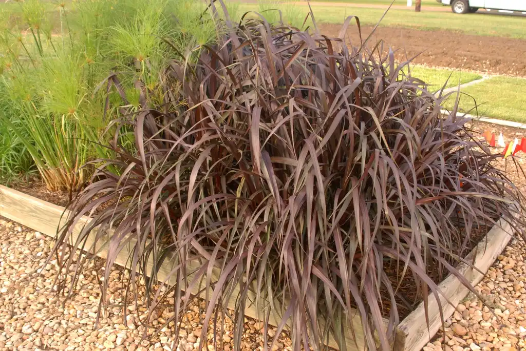 Photo of Cenchrus setaceus - 'Vertigo' Form:Jim Robbins