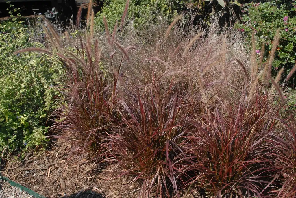 Photo of Cenchrus setaceus - 'Fireworks' Full Form:Jim Robbins