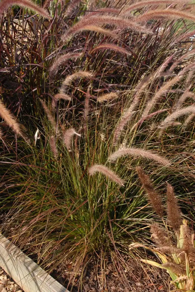 Photo of Cenchrus setaceus - 'Red Riding Hood' Form:Jim Robbins
