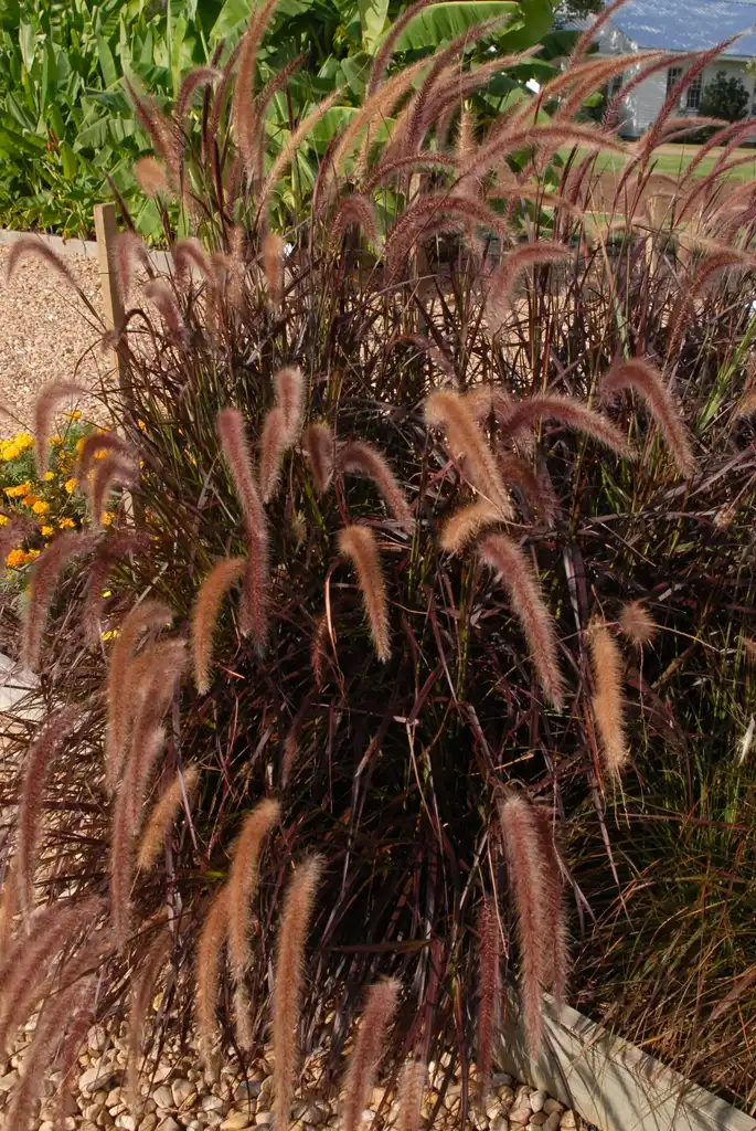 Photo of Cenchrus setaceus - 'Rubrum' Form:Jim Robbins