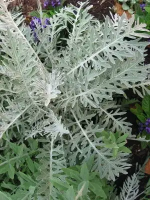 Photo of Centaurea cineraria (Centaurea cinerarias)