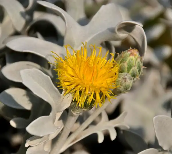Photo of Centaurea cineraria (Centaurea cinerarias)