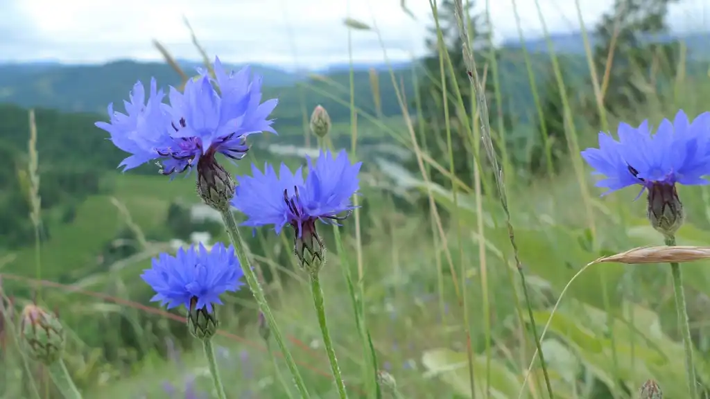 Photo of Centaurea cyanus (Centaurea cyanuss)
