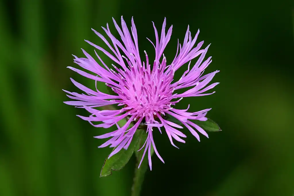 Foto de Centaurea maculosa (Centaurea maculosas)