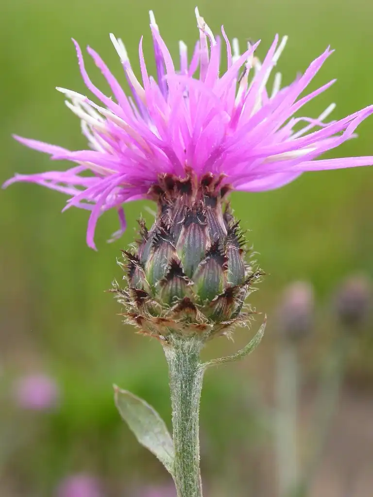 Foto de Centaurea maculosa (Centaurea maculosas)