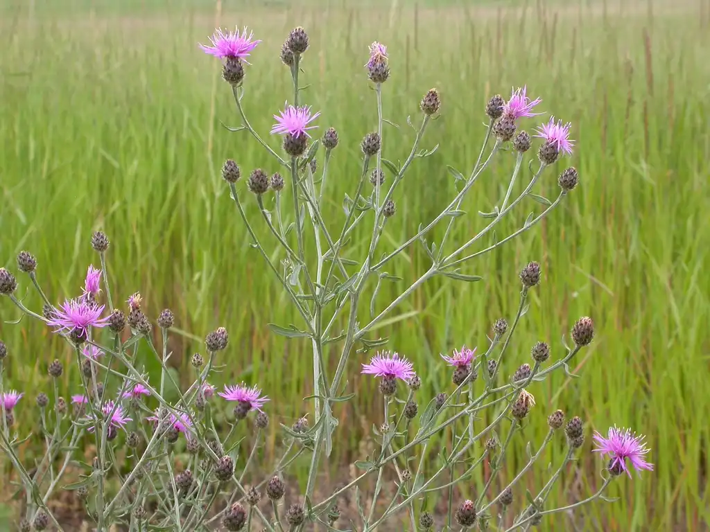 Foto de Centaurea maculosa - growth habit:Matt Lavin