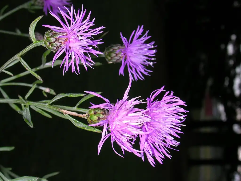 Foto de Centaurea maculosa - Flower:Superior National Forest