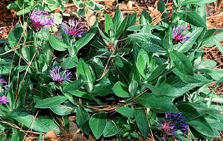 Photo of Centaurea montana (Centaurea montanas)