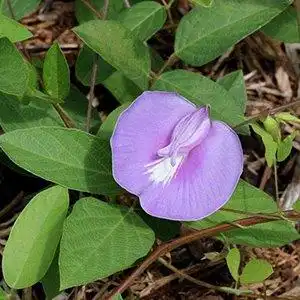 Foto de Centrosema virginianum (Centrosema virginianums)