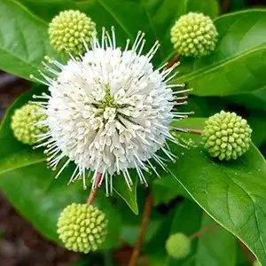 Photo of Cephalanthus occidentalis (Cephalanthus occidentaliss)