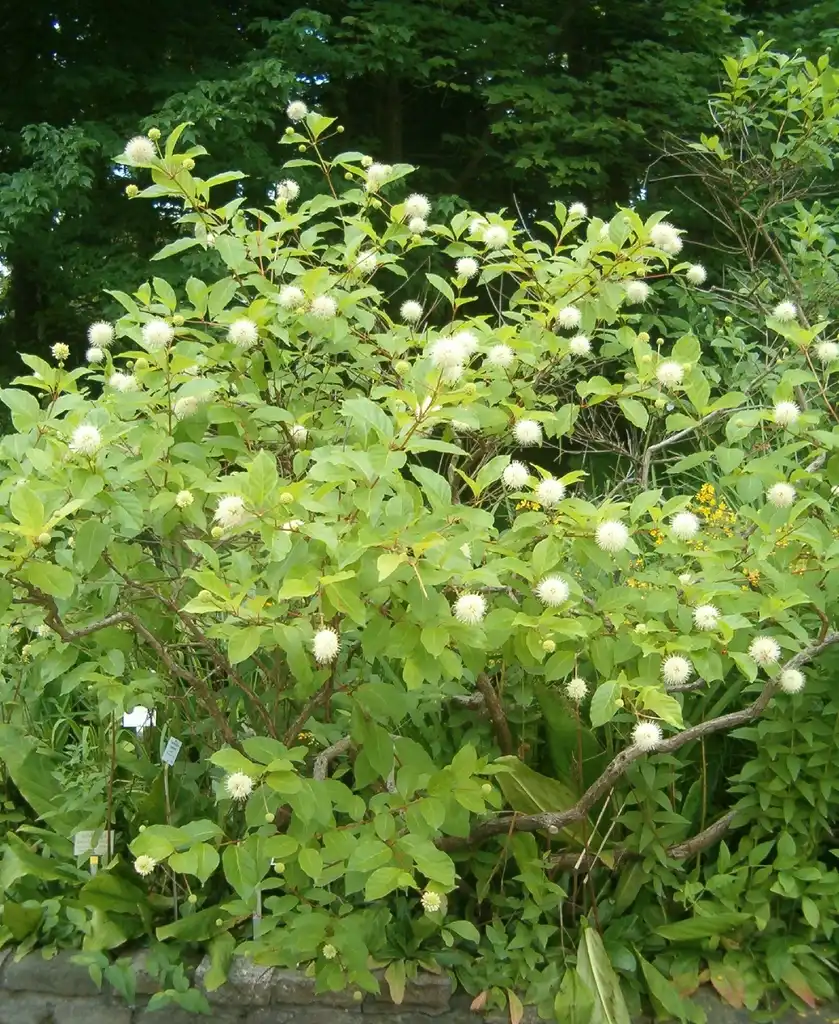 Photo of Cephalanthus occidentalis (Cephalanthus occidentaliss)