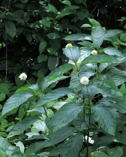 Photo of Cephalanthus occidentalis - Plant:mwms1916