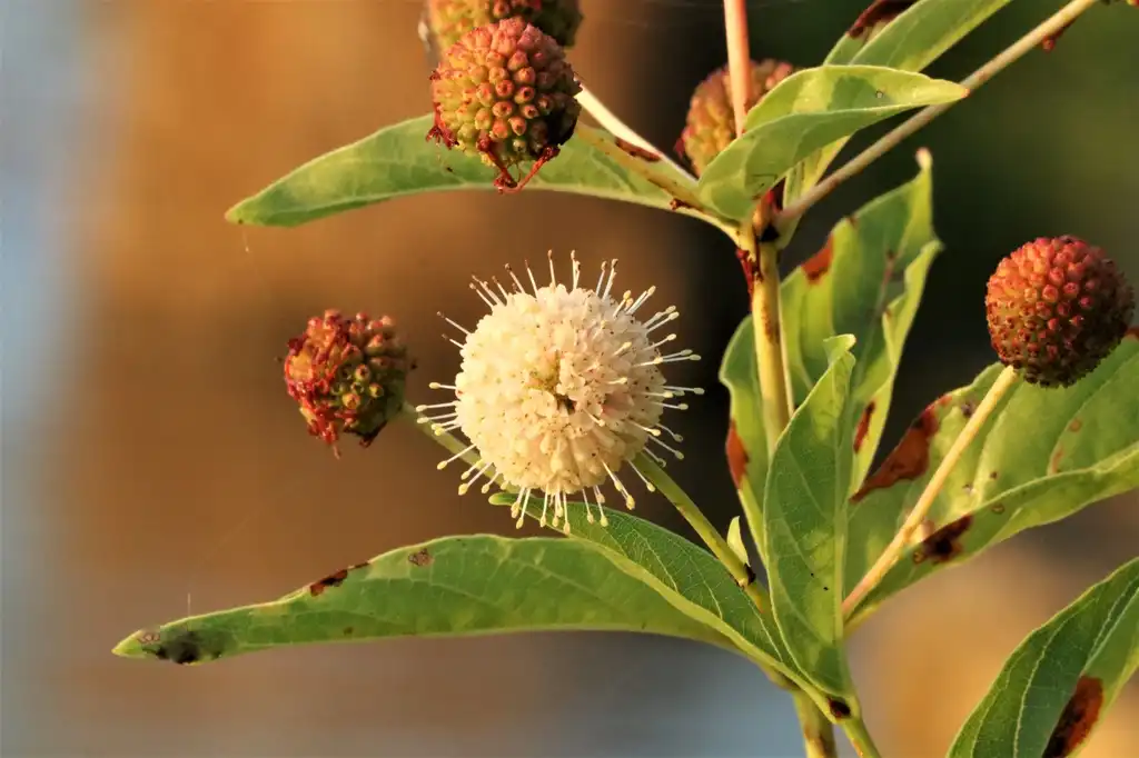 Photo of Cephalanthus occidentalis - Seed head: