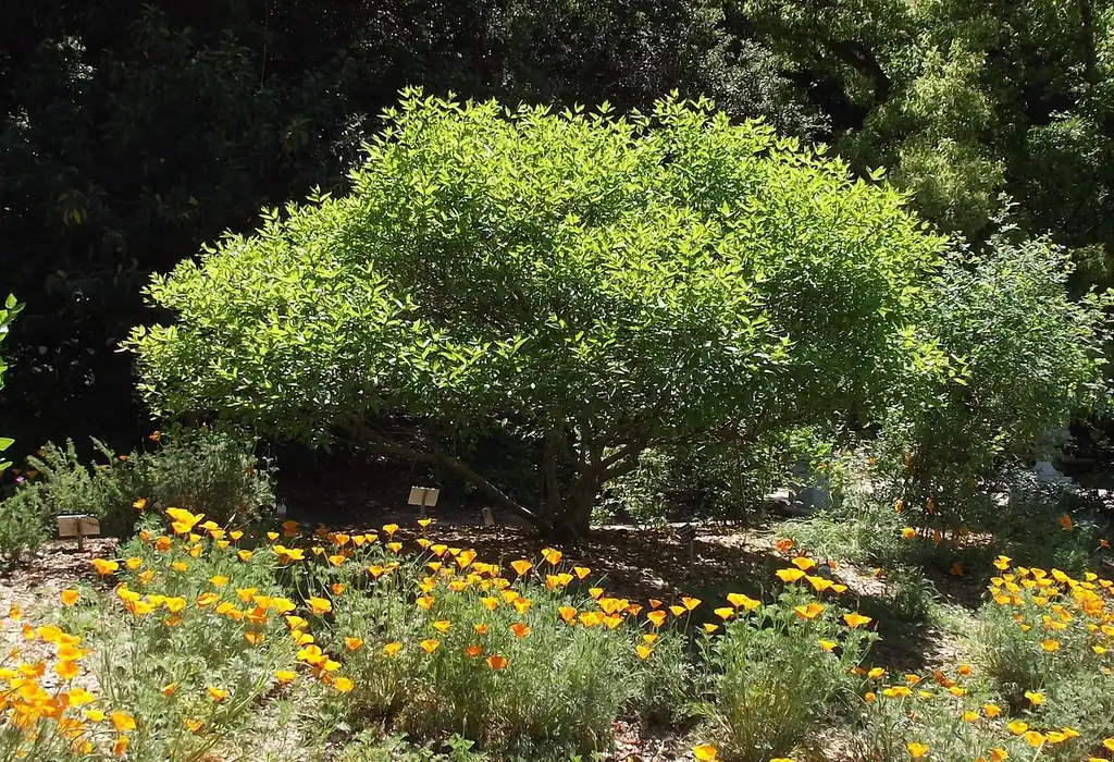 Photo of Cephalanthus occidentalis - Form:Stickpen