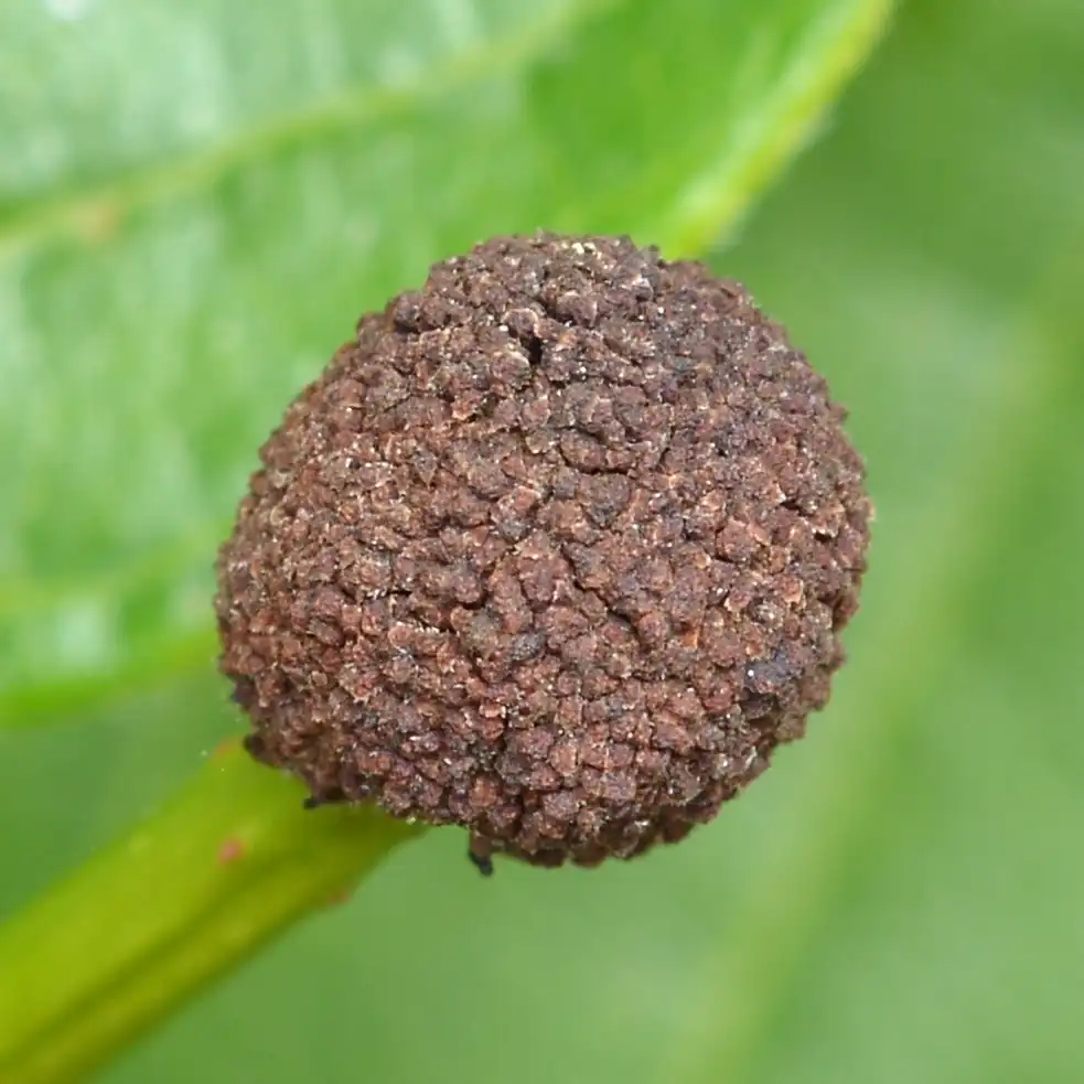 Photo of Cephalanthus occidentalis - Seed head:Ryan Hodnett