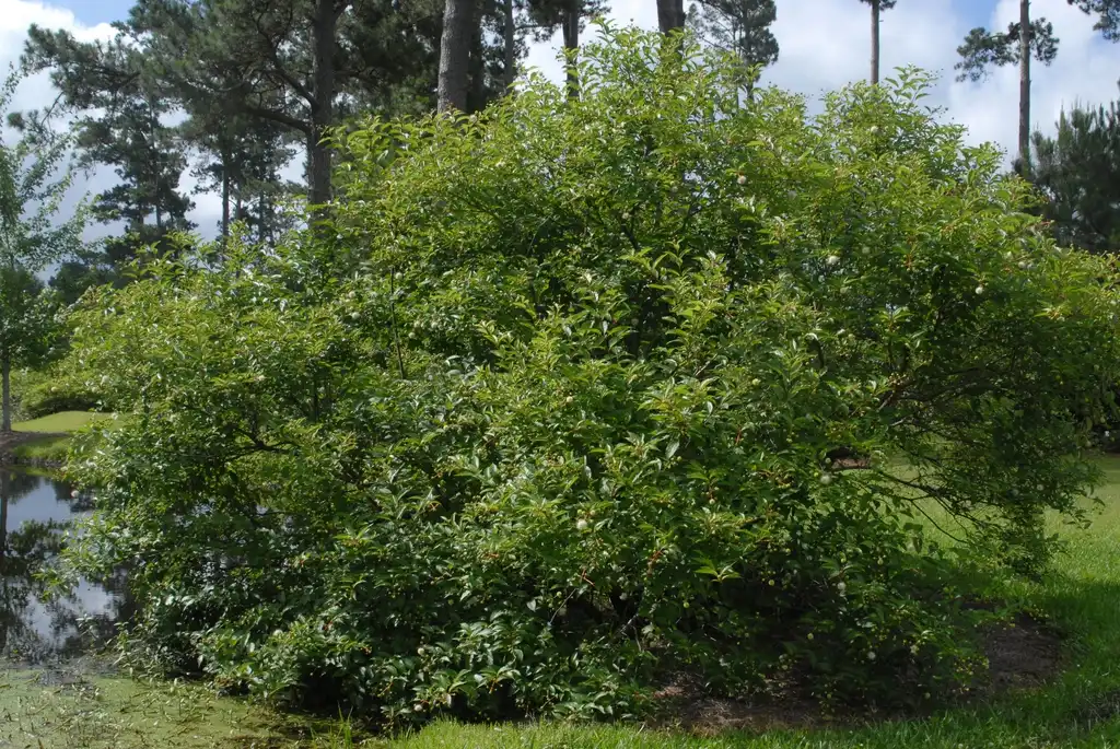 Photo of Cephalanthus occidentalis - Full Form:Jim Robbins
