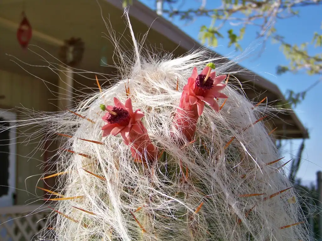 Фото Cephalocereus senilis (Cephalocereus seniliss)