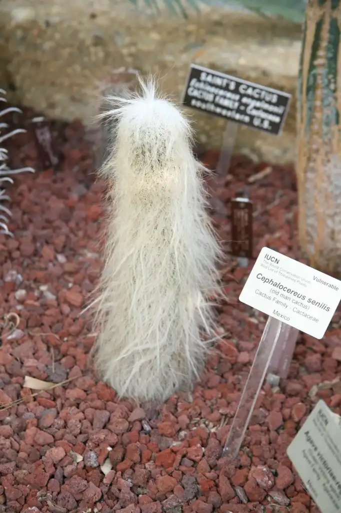Фото Cephalocereus senilis (Cephalocereus seniliss)