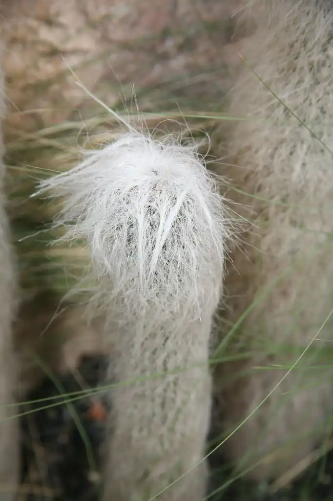 Фото Cephalocereus senilis - Form:Cliff