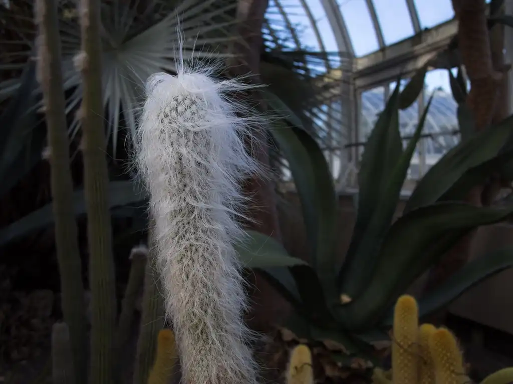 Фото Cephalocereus senilis - Form:Rhododendrites