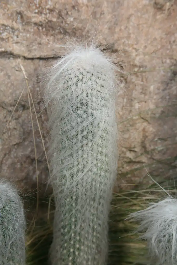 Фото Cephalocereus senilis - Form:Cliff