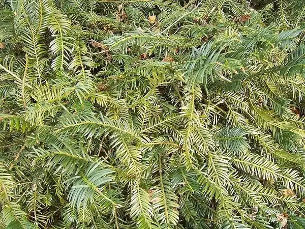 Photo of Cephalotaxus harringtonia 'Prostrata' (Cephalotaxus harringtonia 'Prostrata's)