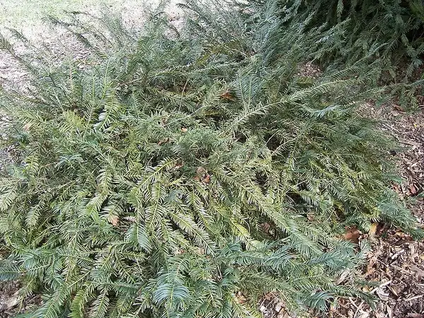 Photo of Cephalotaxus harringtonia 'Prostrata' (Cephalotaxus harringtonia 'Prostrata's)