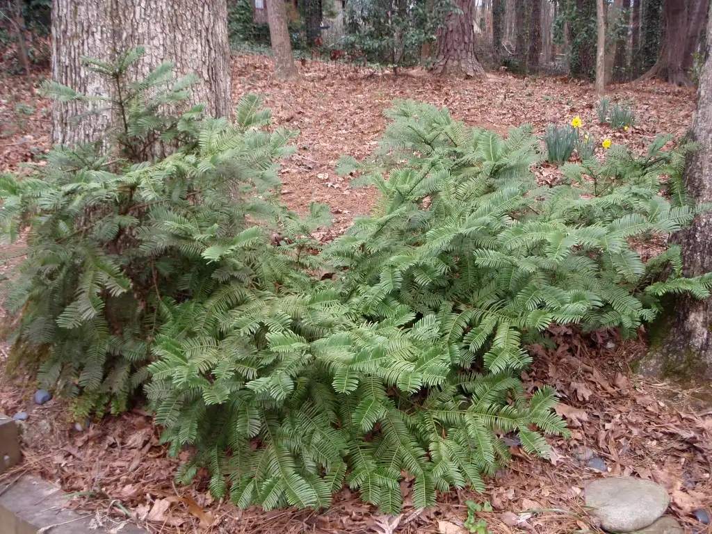 Photo of Cephalotaxus harringtonia 'Prostrata' - Form:Jim Robbins