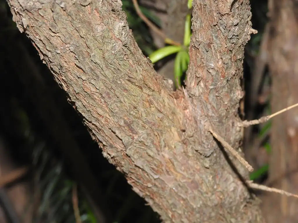 Foto de Cephalotaxus harringtonia (Cephalotaxus harringtonias)
