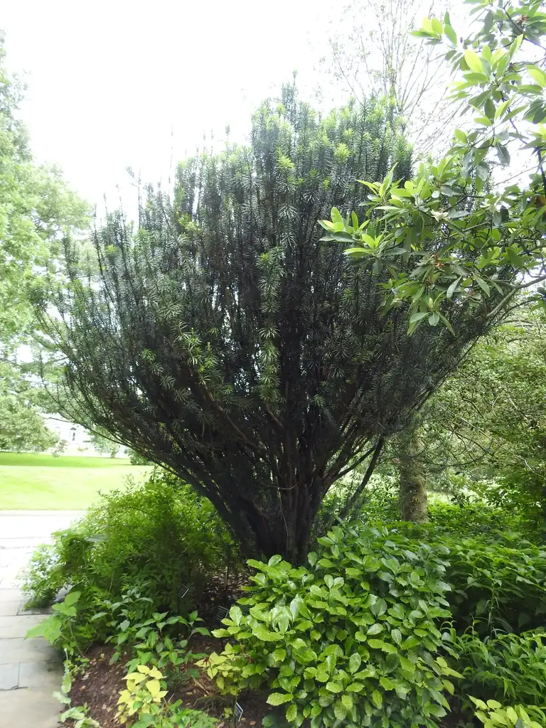 Foto de Cephalotaxus harringtonia (Cephalotaxus harringtonias)