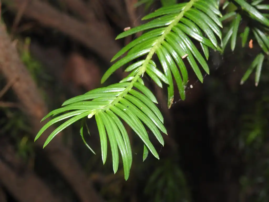 Foto de Cephalotaxus harringtonia - 'Fastigiata' needles:Kathleen Moore