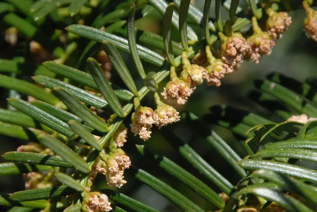 Foto de Cephalotaxus harringtonia - Flower:Jim Robbins
