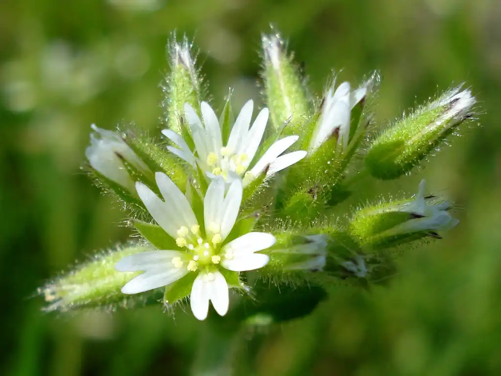 Photo of Cerastium glomeratum (Cerastium glomeratums)
