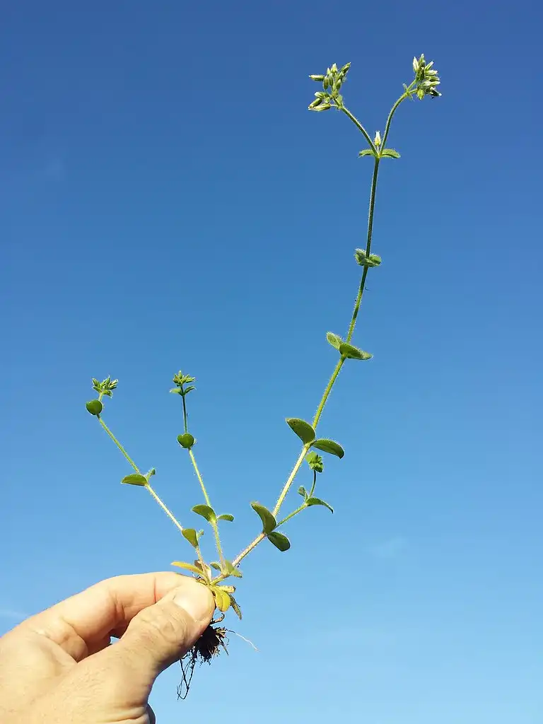 Photo of Cerastium glomeratum (Cerastium glomeratums)