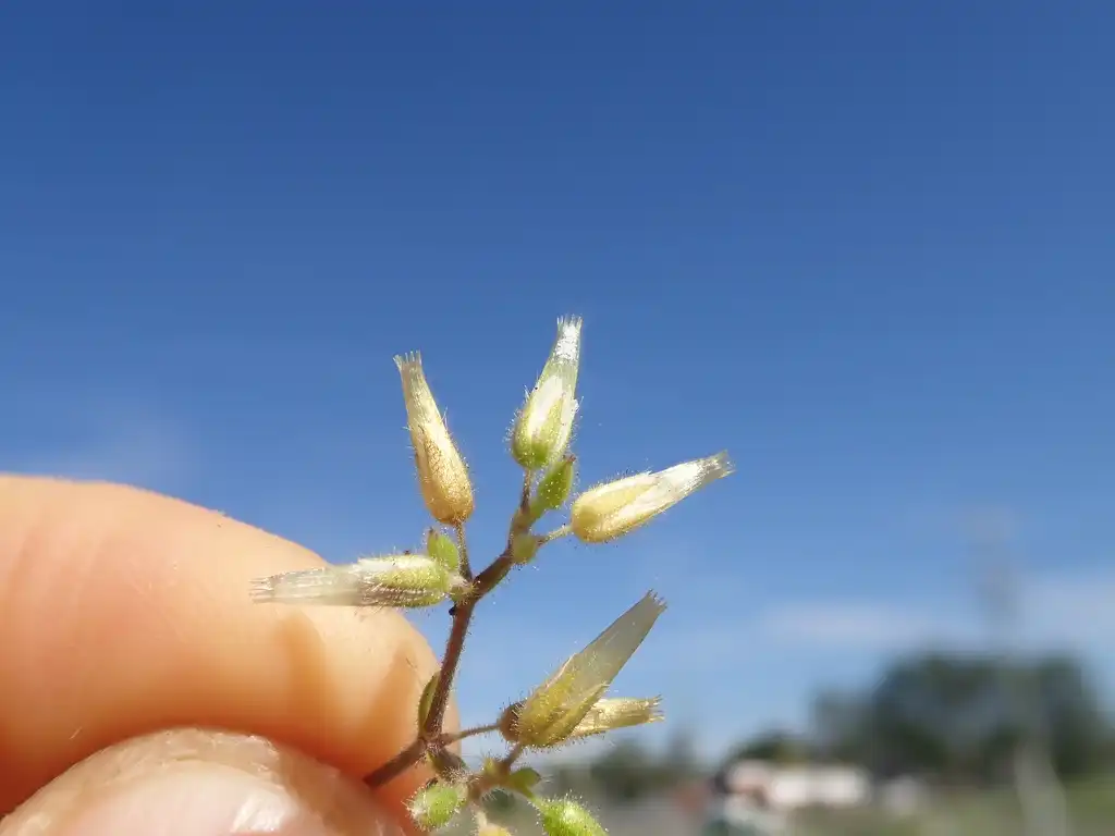 Photo of Cerastium glomeratum - Fruit:Harry Rose