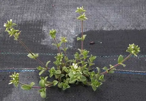 Фото Cerastium holosteoides (Cerastium holosteoidess)