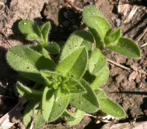 Фото Cerastium holosteoides (Cerastium holosteoidess)