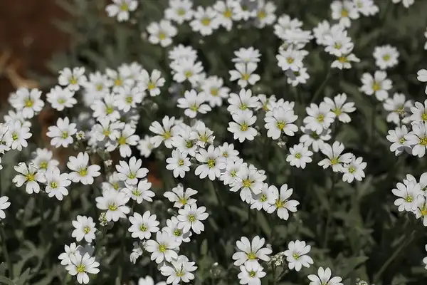 Photo of Cerastium tomentosum (Cerastium tomentosums)