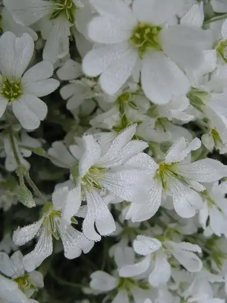 Photo of Cerastium tomentosum (Cerastium tomentosums)