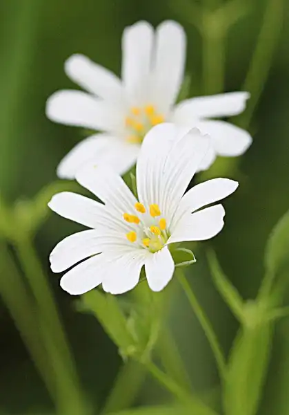 Photo of Cerastium tomentosum - Cerastium tomentosum:Phil Sellens