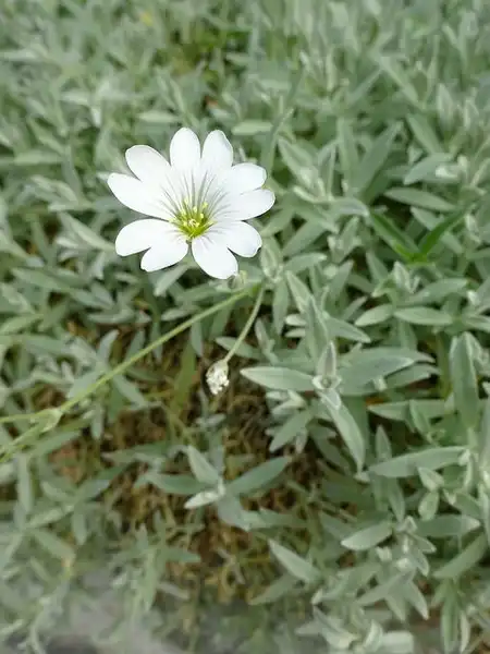 Photo of Cerastium tomentosum - Cerastium tomentosum:Adriana W. Van Leeuwen