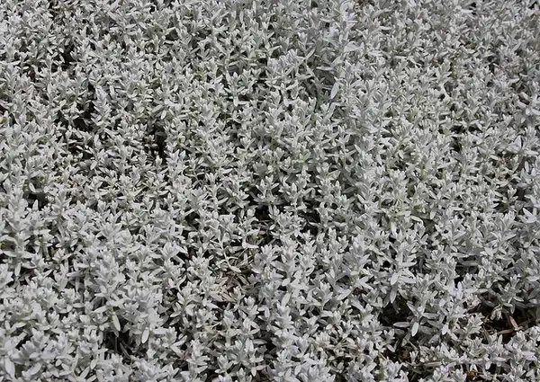 Photo of Cerastium tomentosum - Cerastium tomentosum:Drew Avery