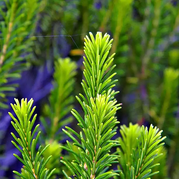 Фото Ceratiola ericoides (Ceratiola ericoidess)