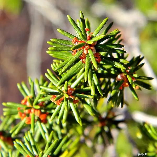 Фото Ceratiola ericoides (Ceratiola ericoidess)