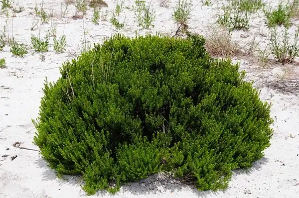 Фото Ceratiola ericoides - Form:FWC Fish and Wildlife Research Institute