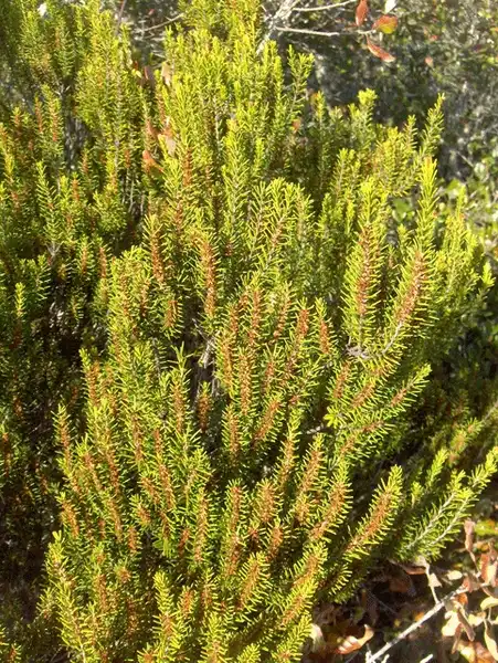 Фото Ceratiola ericoides - Form:Homer Edward Price