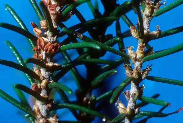 Фото Ceratiola ericoides - leaves and stem:Scott Zona