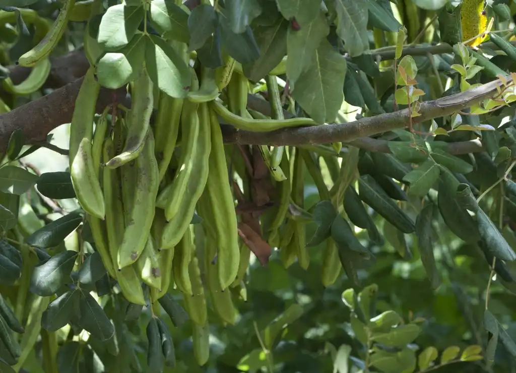 Photo of Ceratonia siliqua (Ceratonia siliquas)