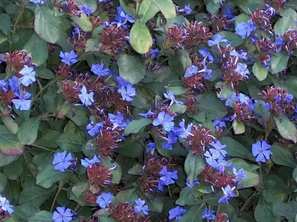 Фото Ceratostigma plumbaginoides (Ceratostigma plumbaginoidess)