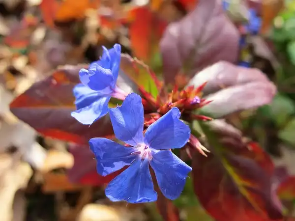 Фото Ceratostigma plumbaginoides (Ceratostigma plumbaginoidess)